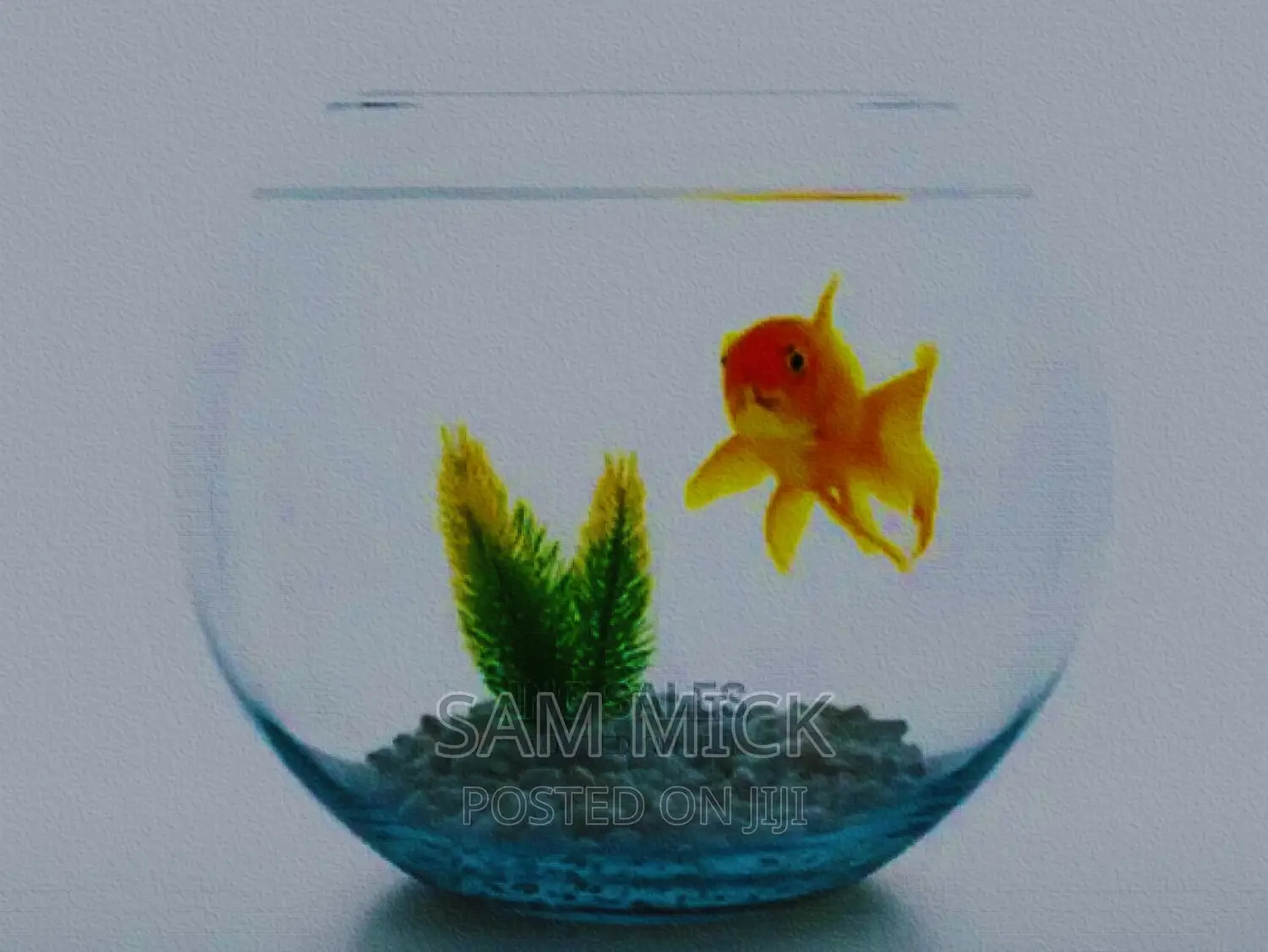 6 Liters Fishbowl + Basic Kit With One Goldfish