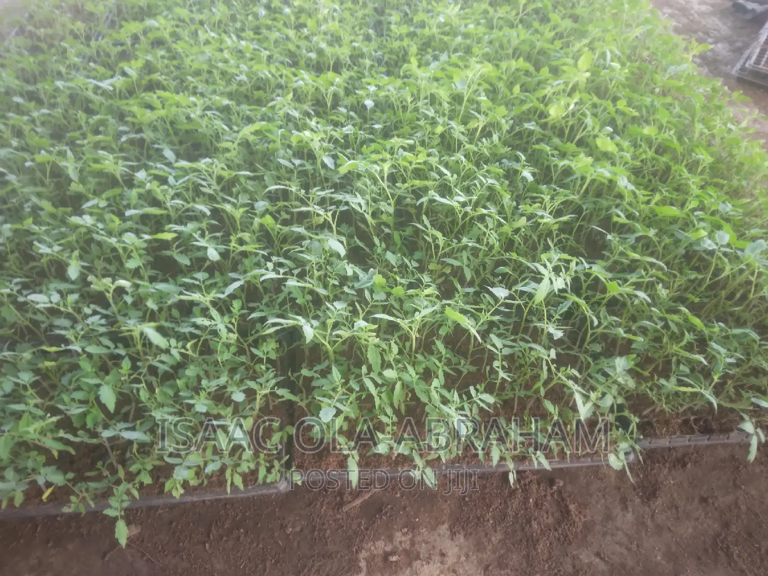 Tomatoes Seedlings for Sale