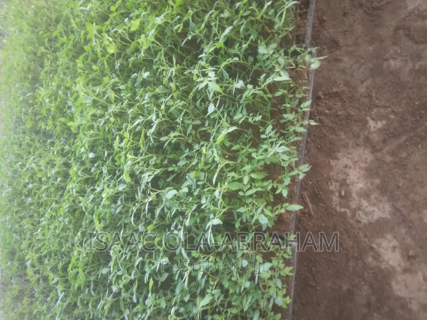 Tomatoes Seedlings for Sale