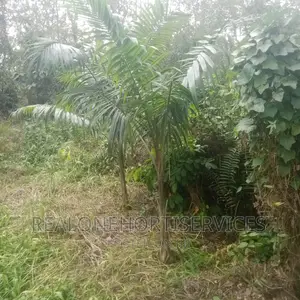 Matured Royal Palms for Hotel, Homes, School, Malls, Park