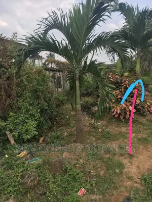 Matured Queens Palm for Schools,Hotels, Park, Schools , Home