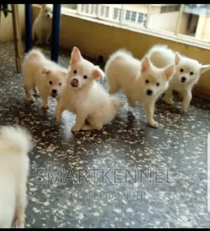 1-3 months Female Purebred American Eskimo