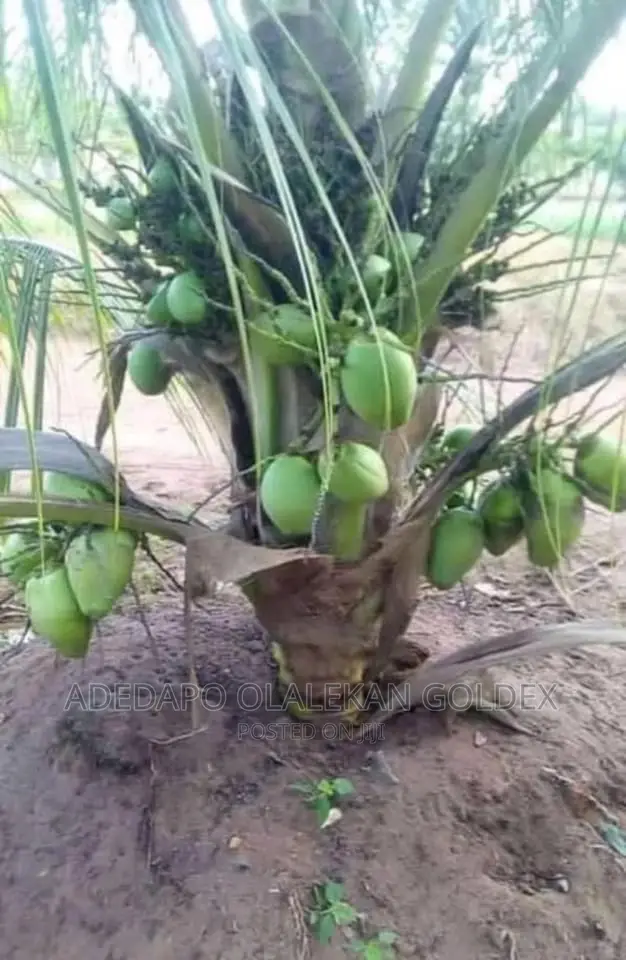 Malaysia Dwarf Coconut Seedlings