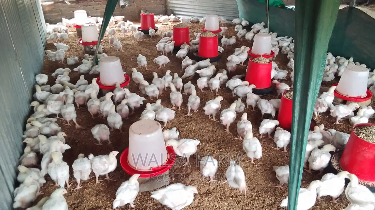 4 Weeks Broilers Available