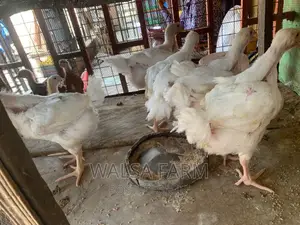 4 Weeks Broilers Available