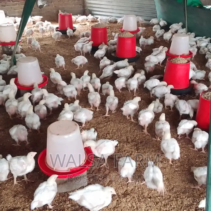 4 Weeks Broilers Available