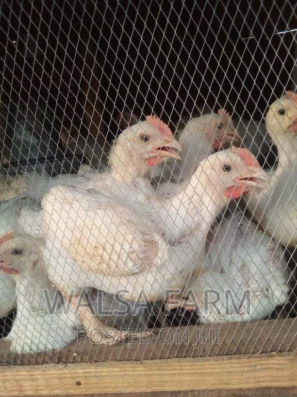 4 Weeks Broilers Available