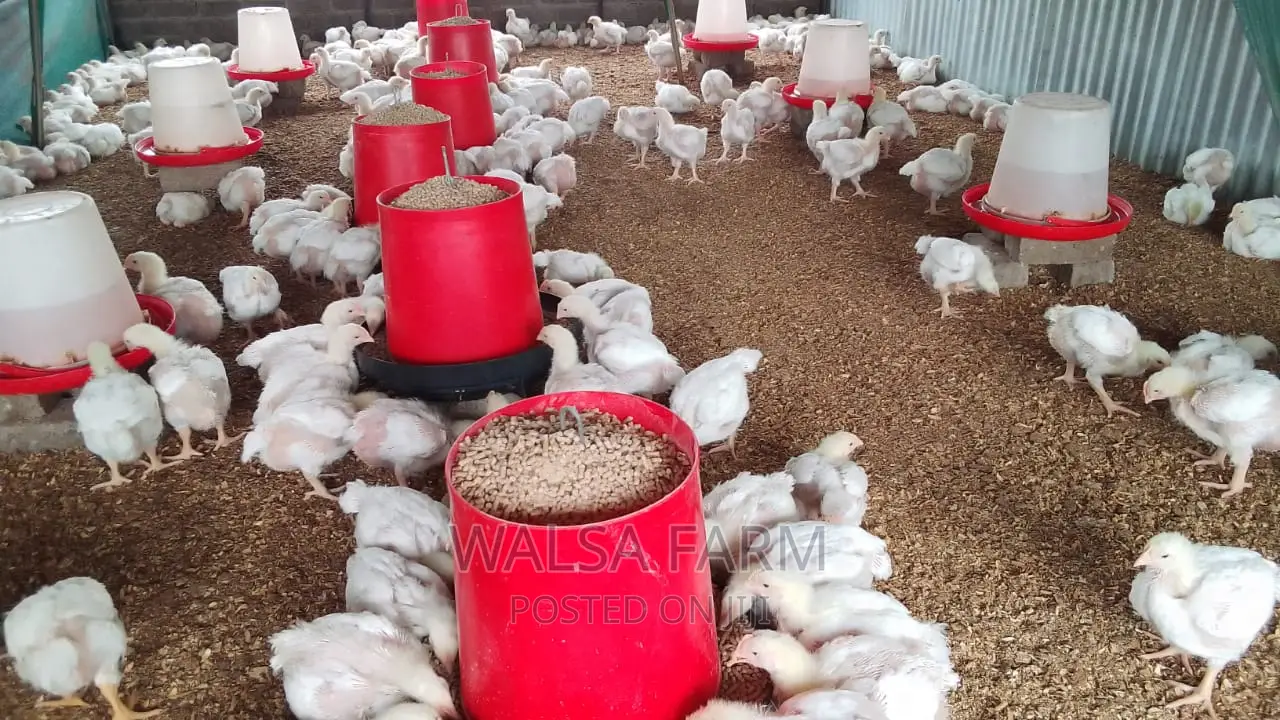 4 Weeks Broilers Available