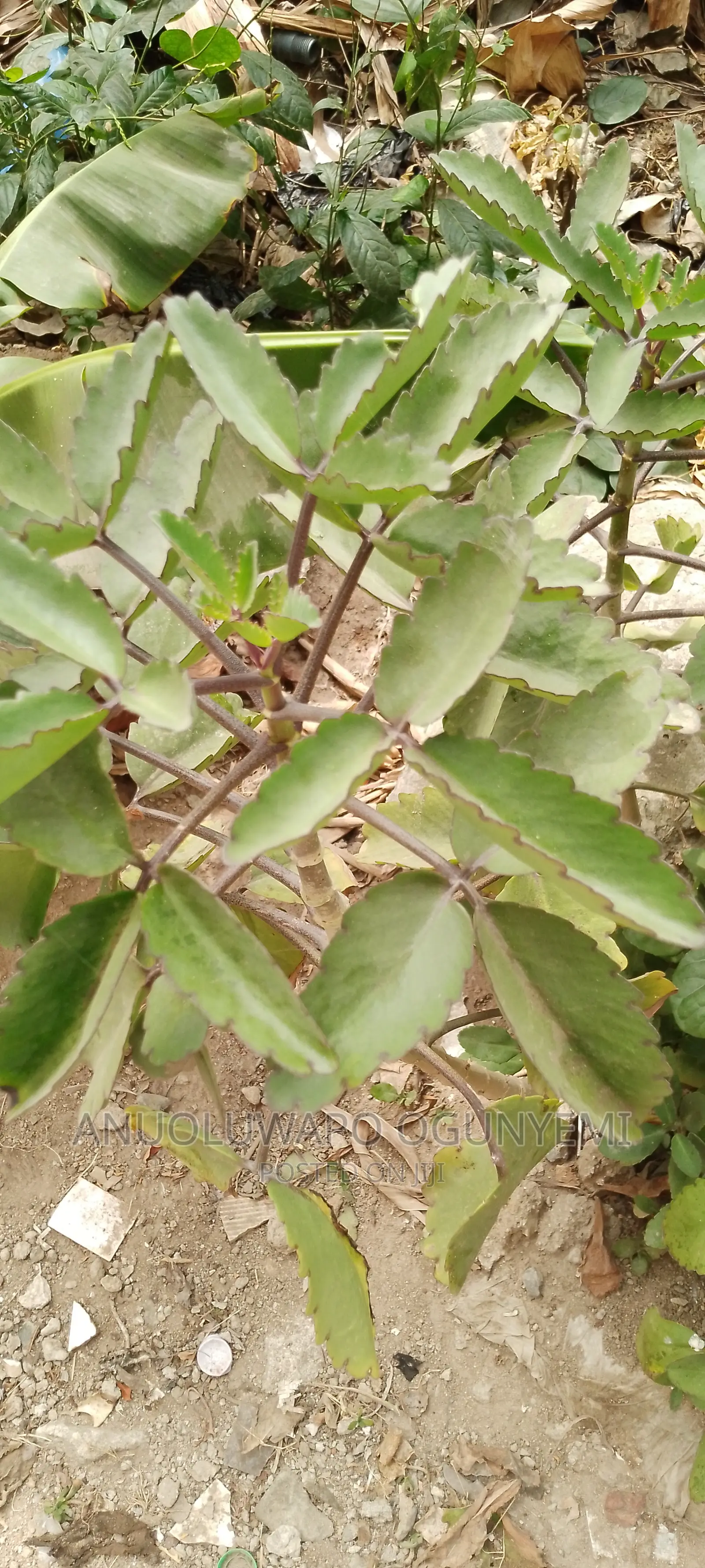 Miracle Leaves, Stone Breaker Leaves