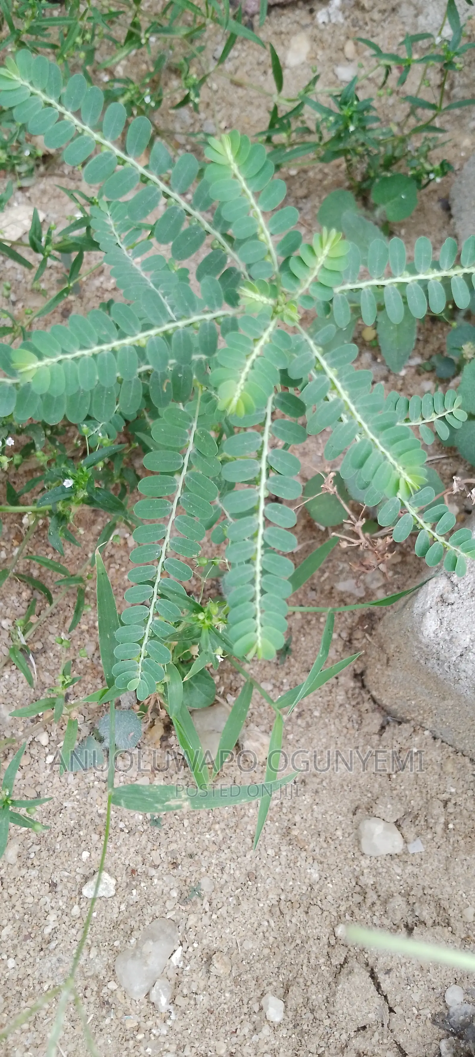 Miracle Leaves, Stone Breaker Leaves