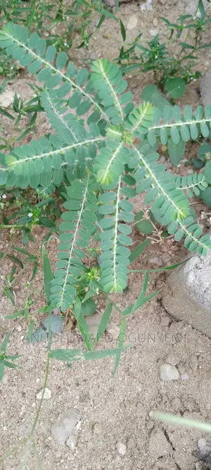 Miracle Leaves, Stone Breaker Leaves