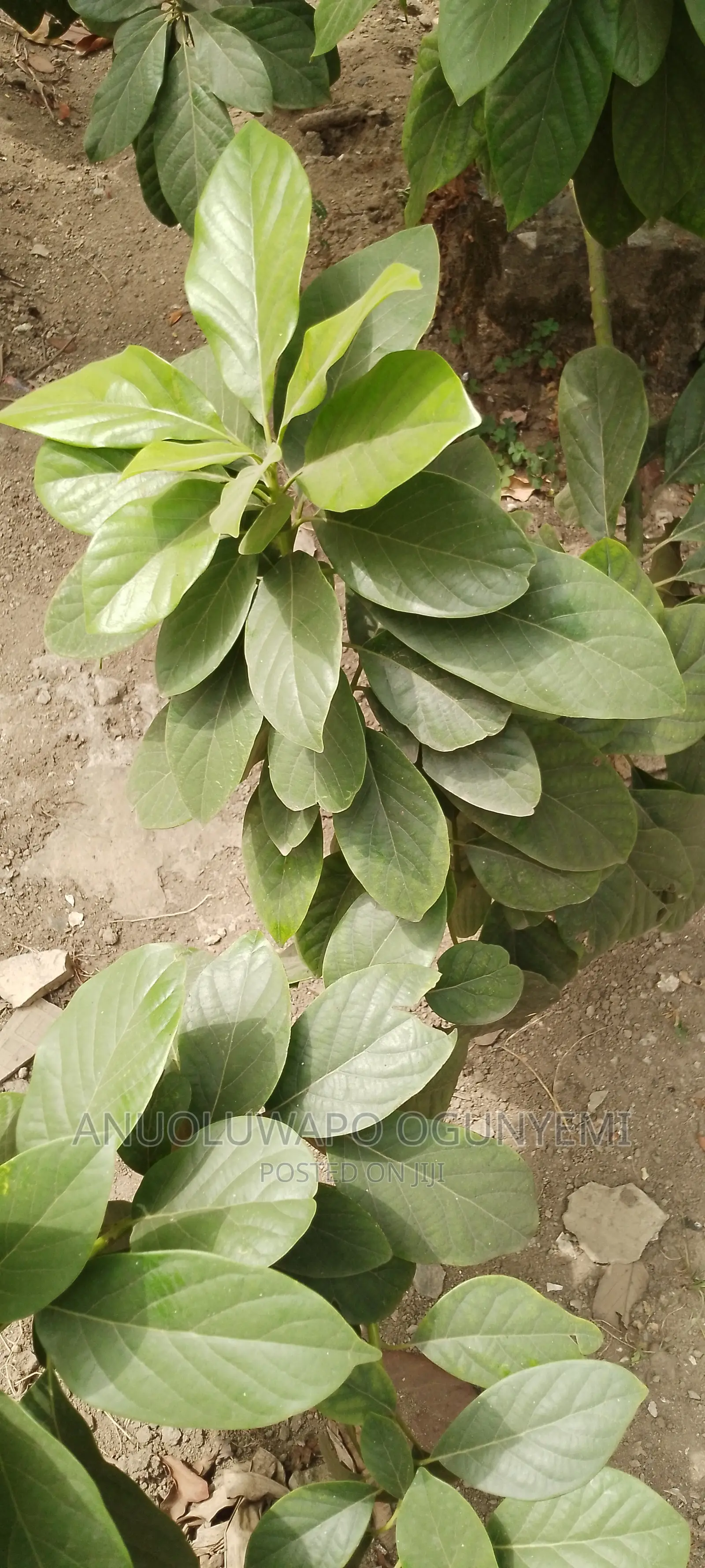 Miracle Leaves, Stone Breaker Leaves