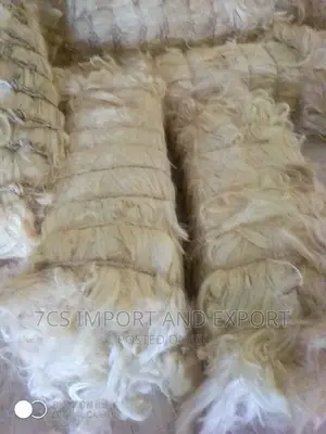 Fila Sponge