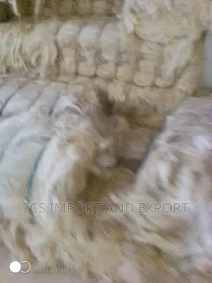 Fila Sponge
