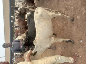 Medium Sized Cow
