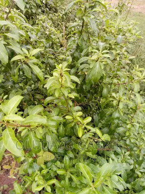 Green Flower - For Decoration Fencing