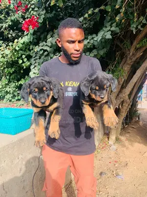 1-3 months Female Purebred Rottweiler