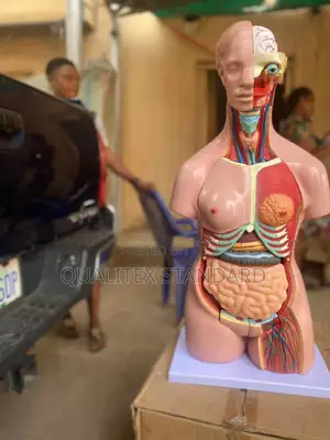 Female Torso Model