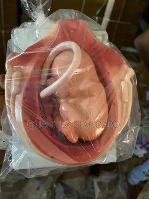 Baby in the Womb Model