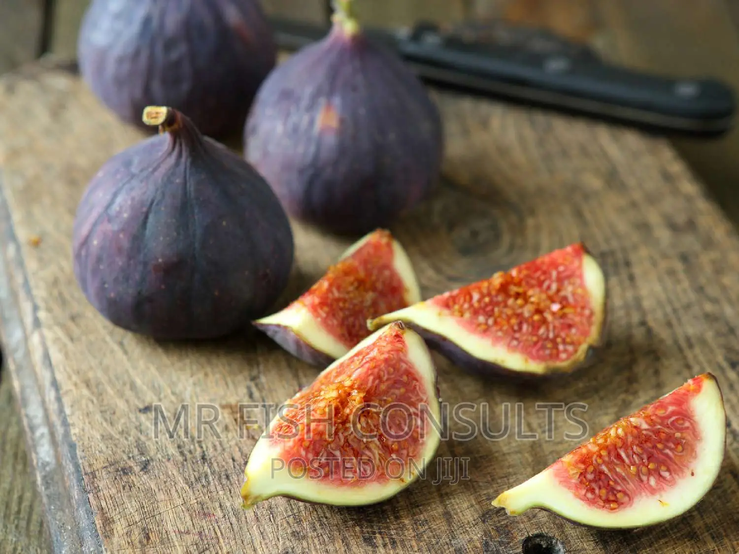 Fig Tree Seedling