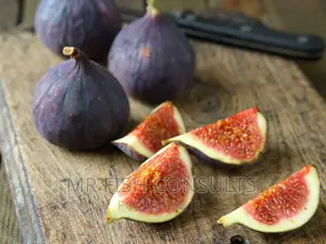 Fig Tree Seedling