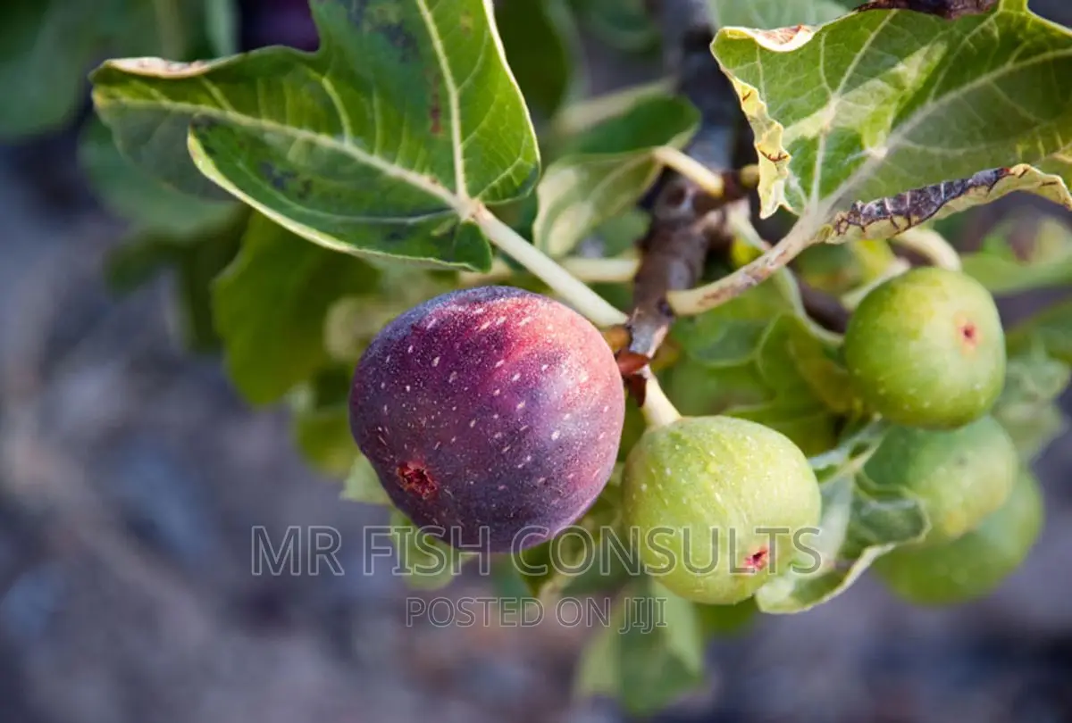 Fig Tree Seedling