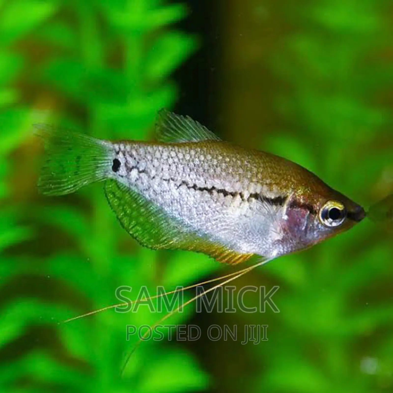Pearl Gourami Aquarium Fish