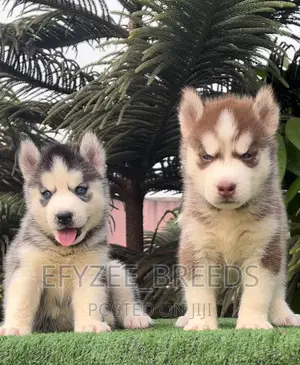 1-3 months Male Purebred Siberian Husky
