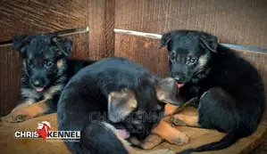 0-1 month Male Purebred German Shepherd