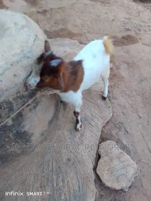 Matured Male Goat