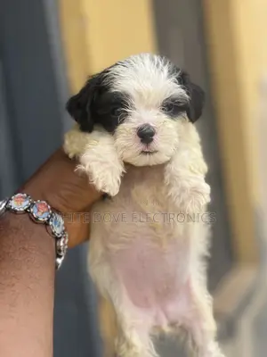1-3 months Male Purebred Lhasa Apso