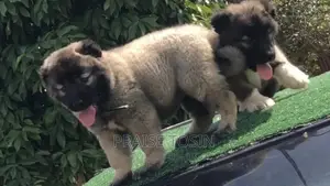 1-3 months Female Purebred Caucasian Shepherd