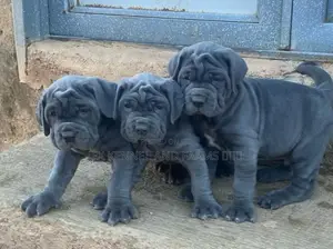 1-3 months Female Purebred Neapolitan Mastiff