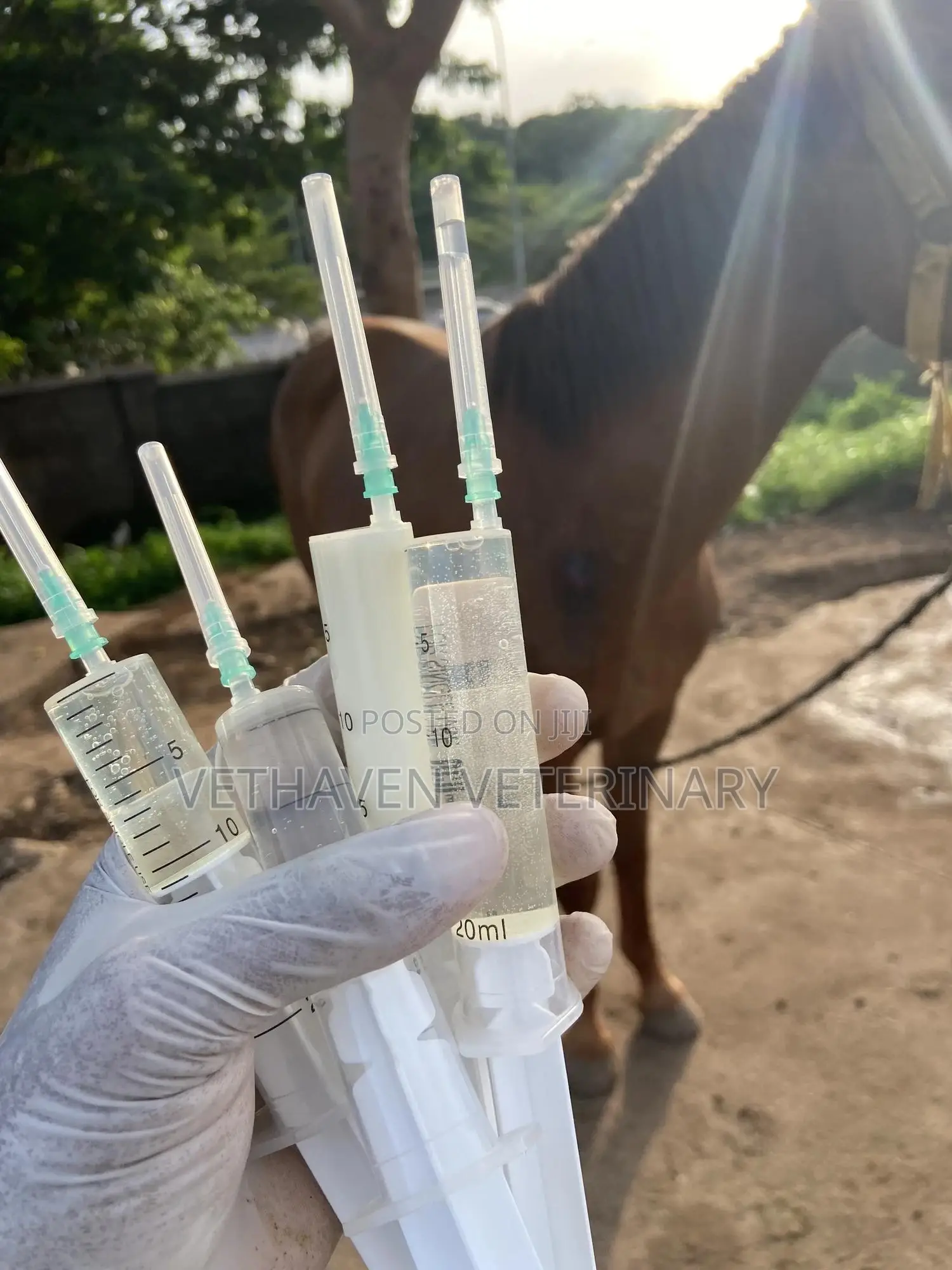 Veterinary Doctor