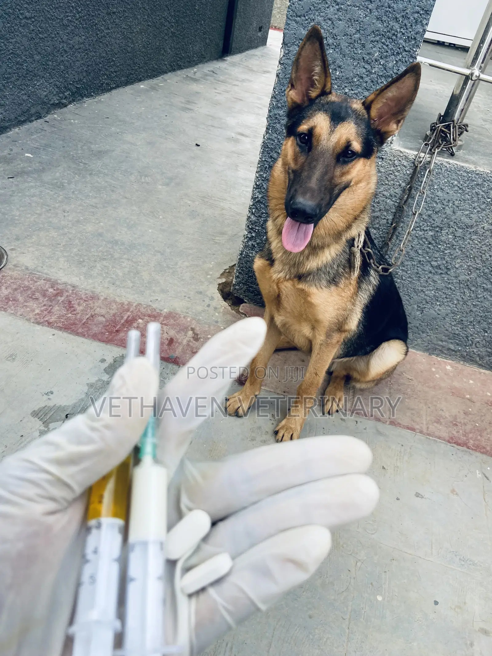Veterinary Doctor