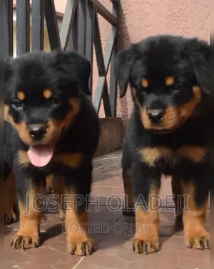 1-3 months Male Purebred Rottweiler