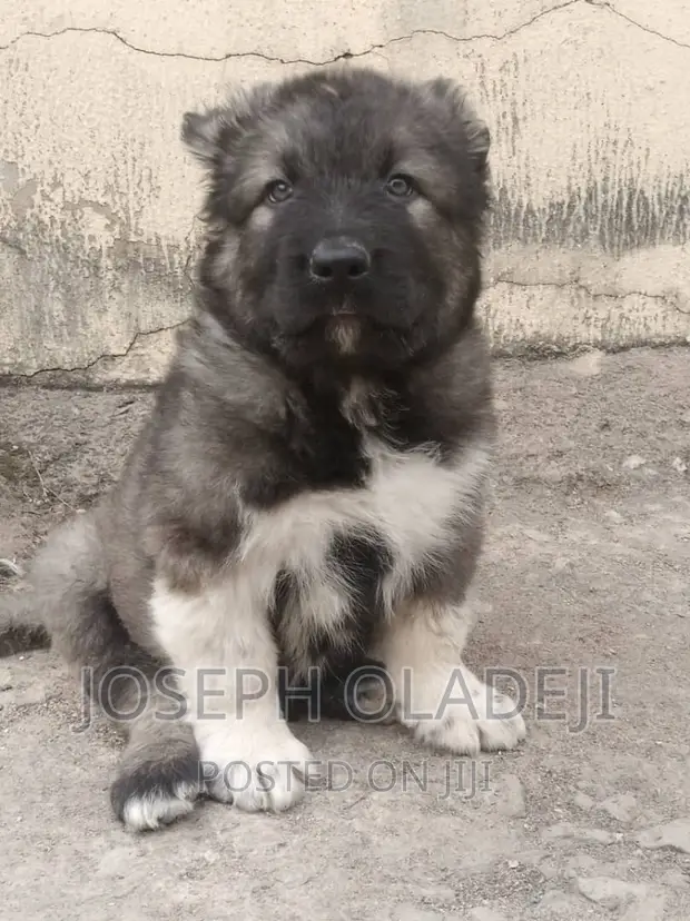 1-3 months Male Purebred Caucasian Shepherd in Lugbe District