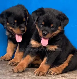 1-3 months Female Purebred Rottweiler