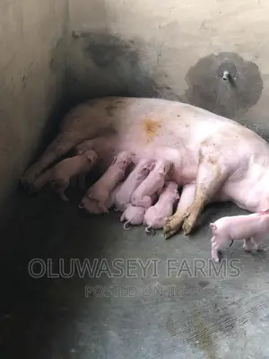Tn70 Weaners
