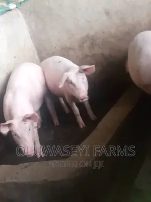 Hybrid Animal