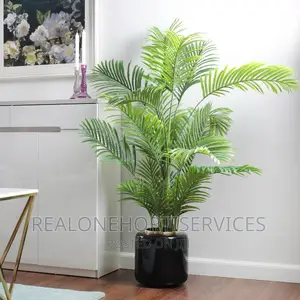 Plants for Homes, Hotels, Malls, School, Religious Center