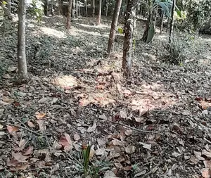 Two Plots of Land With a Demolishable Structure