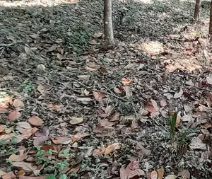 1 Half Plot of Land With a Demolishable Structure