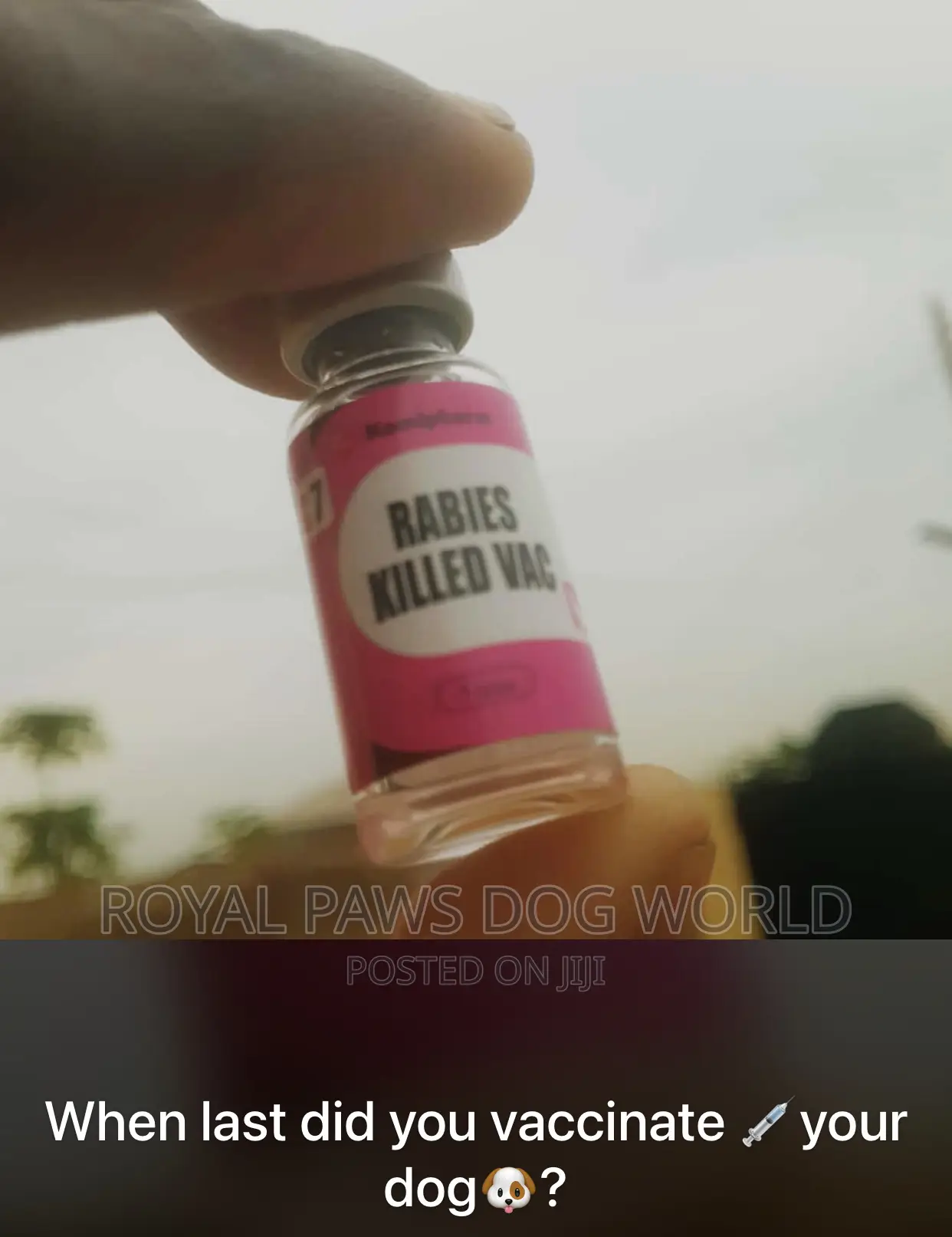 Dogs Veterinary Services
