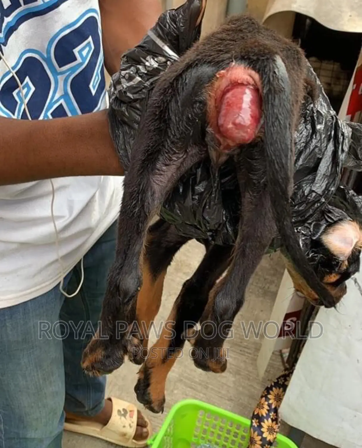 Dogs Veterinary Services