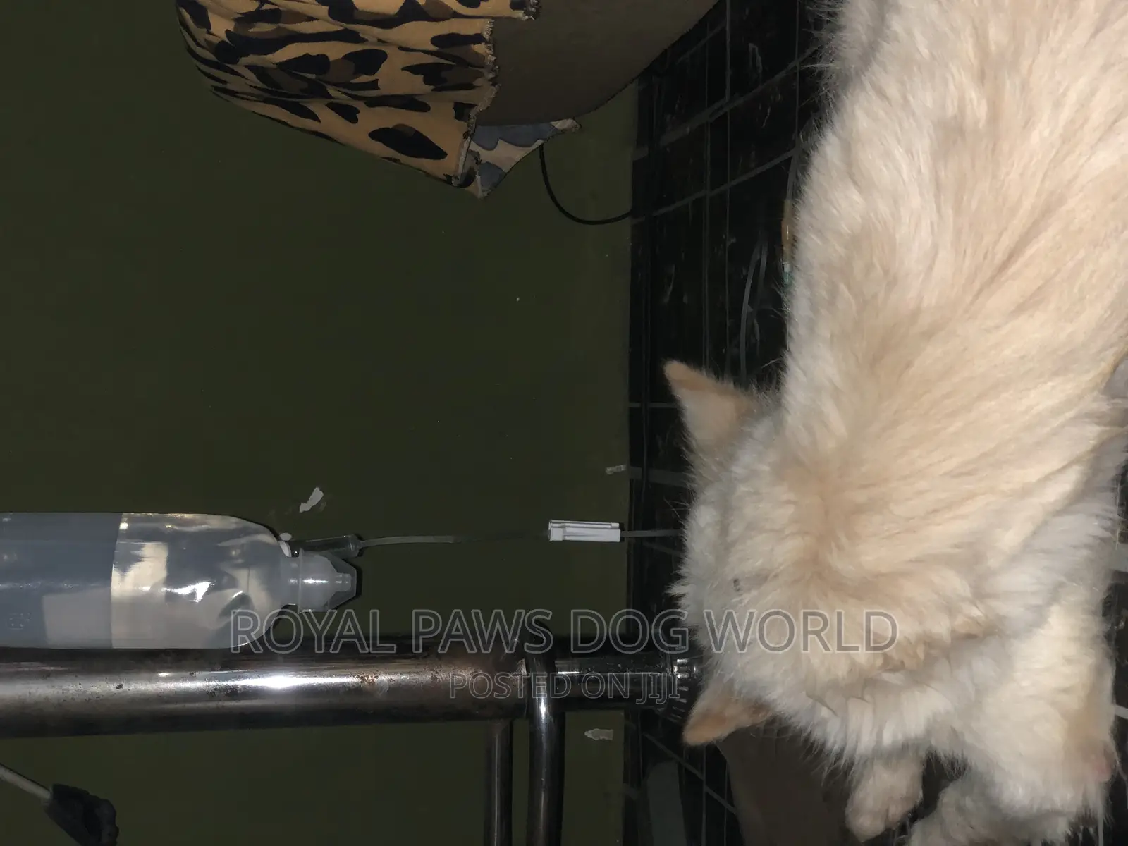 Dogs Veterinary Services