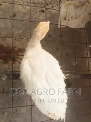 Foreign Turkey