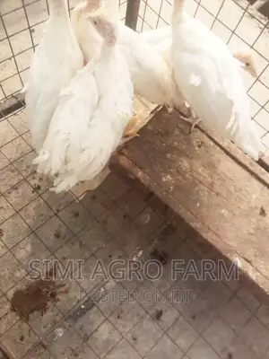 Foreign Turkey
