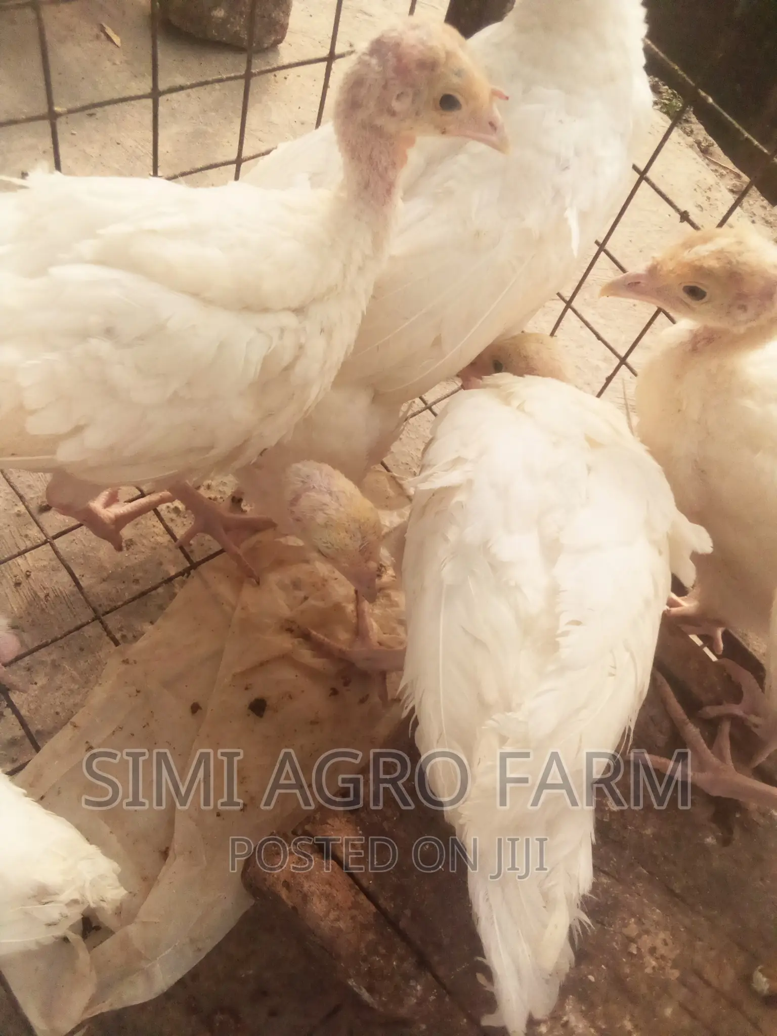 Foreign Turkey
