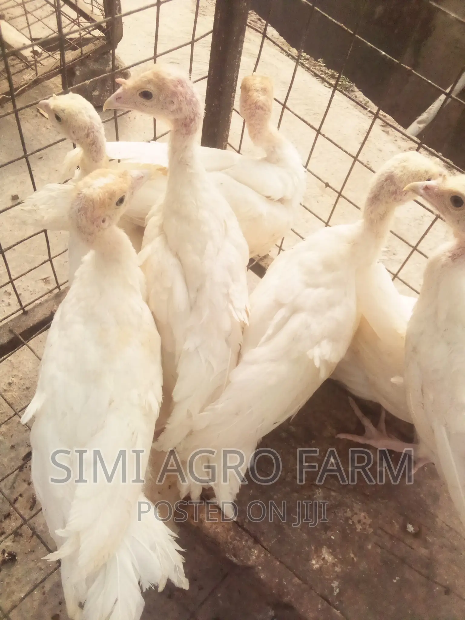 Foreign Turkey